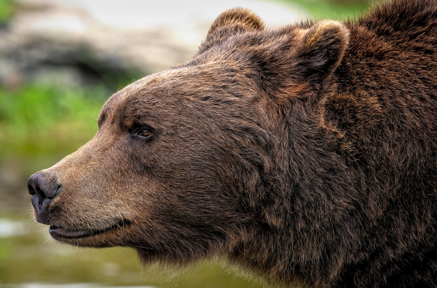 Brown bear 8164838 1280 850x560