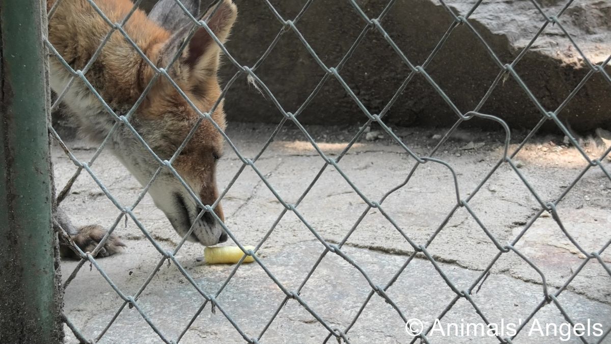 2026 07 28 BG Zoo Haskovo Fox eating peanut puff