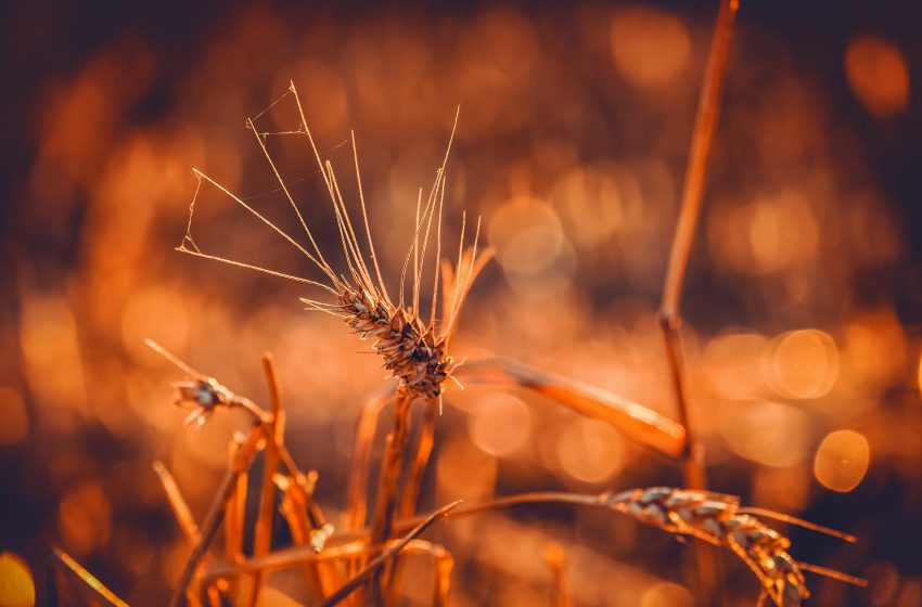 Couleur wheat 3538657 850x560