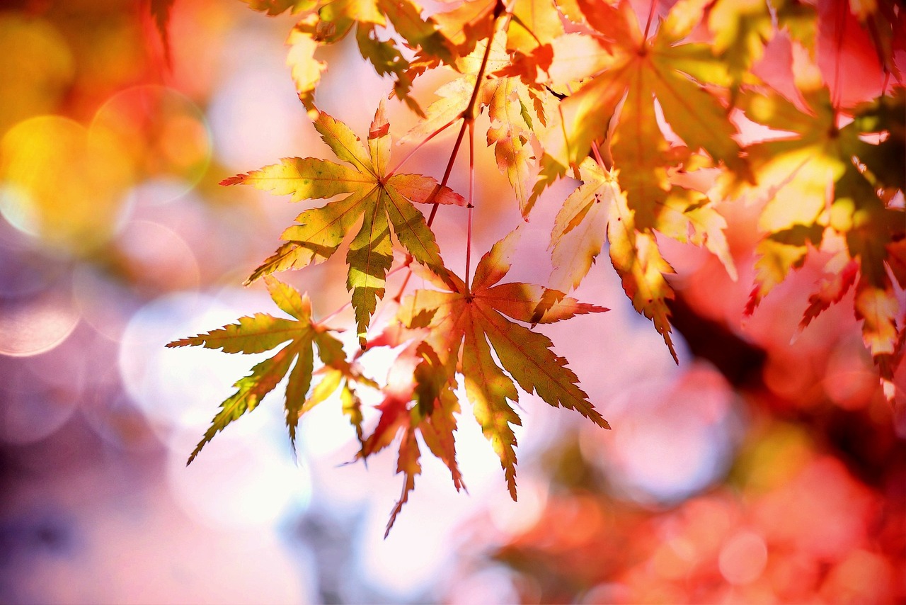 Cocoparisienne maple 2135514